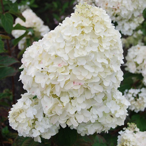 Bakker Hortensia paniculé Dolly arbuste pot 3L blanc rosé