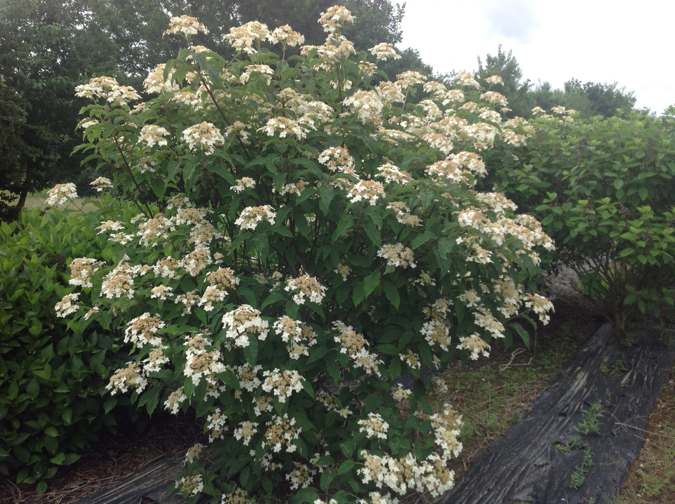 Les Hortensias du Haut Bois Morrey’s Form hortensia heteromalla
