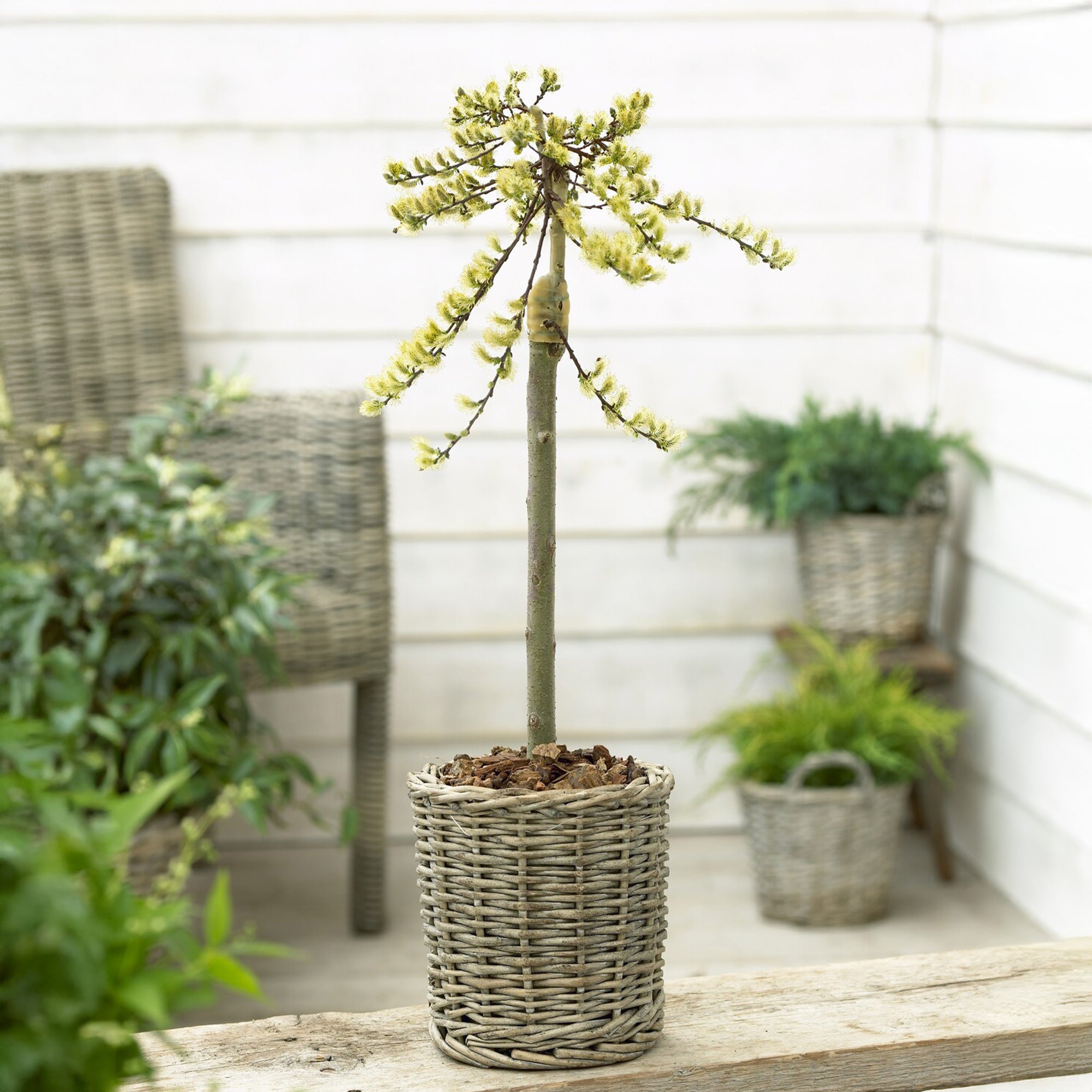 Bakker Saule rampant nain Iona sur tige arbuste pot 17cm jaune