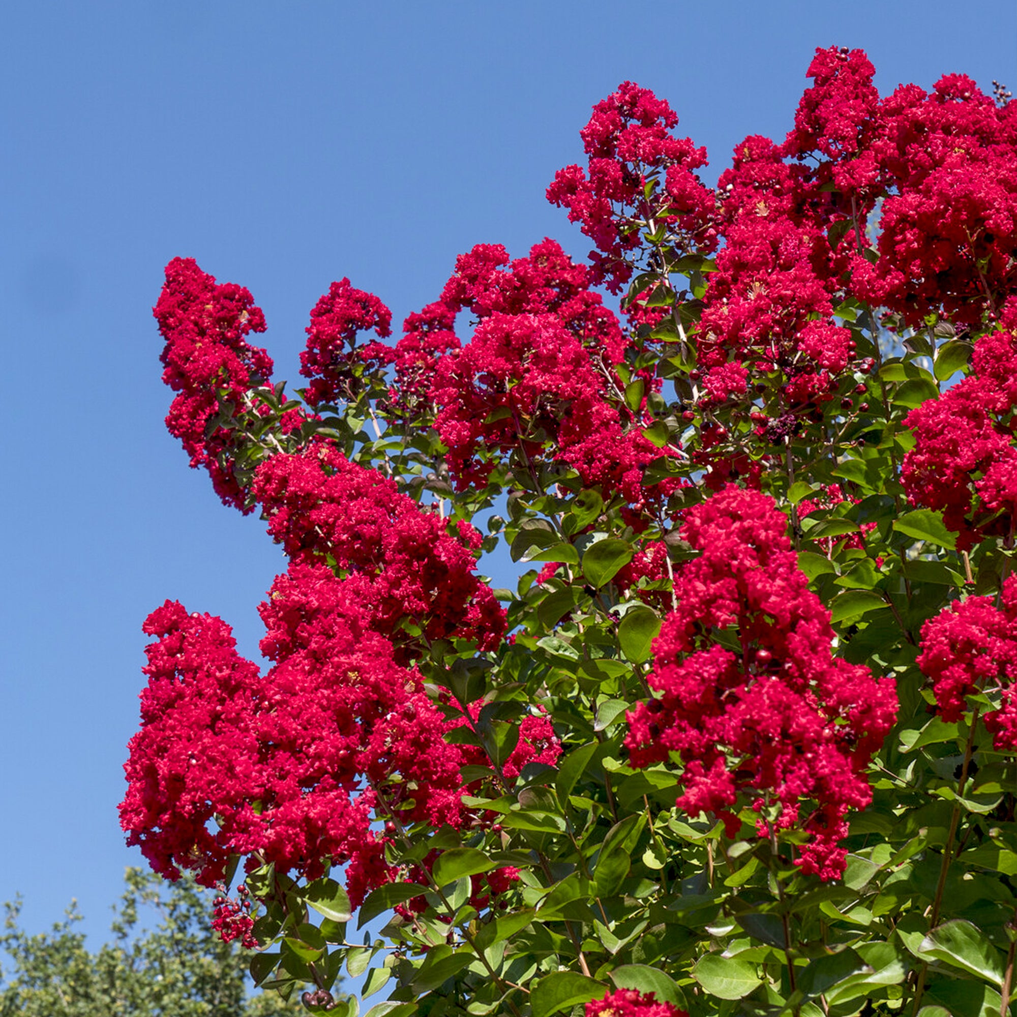 Bakker Lilas des Indes Dynamite arbuste pot 9cm fleurs rouges