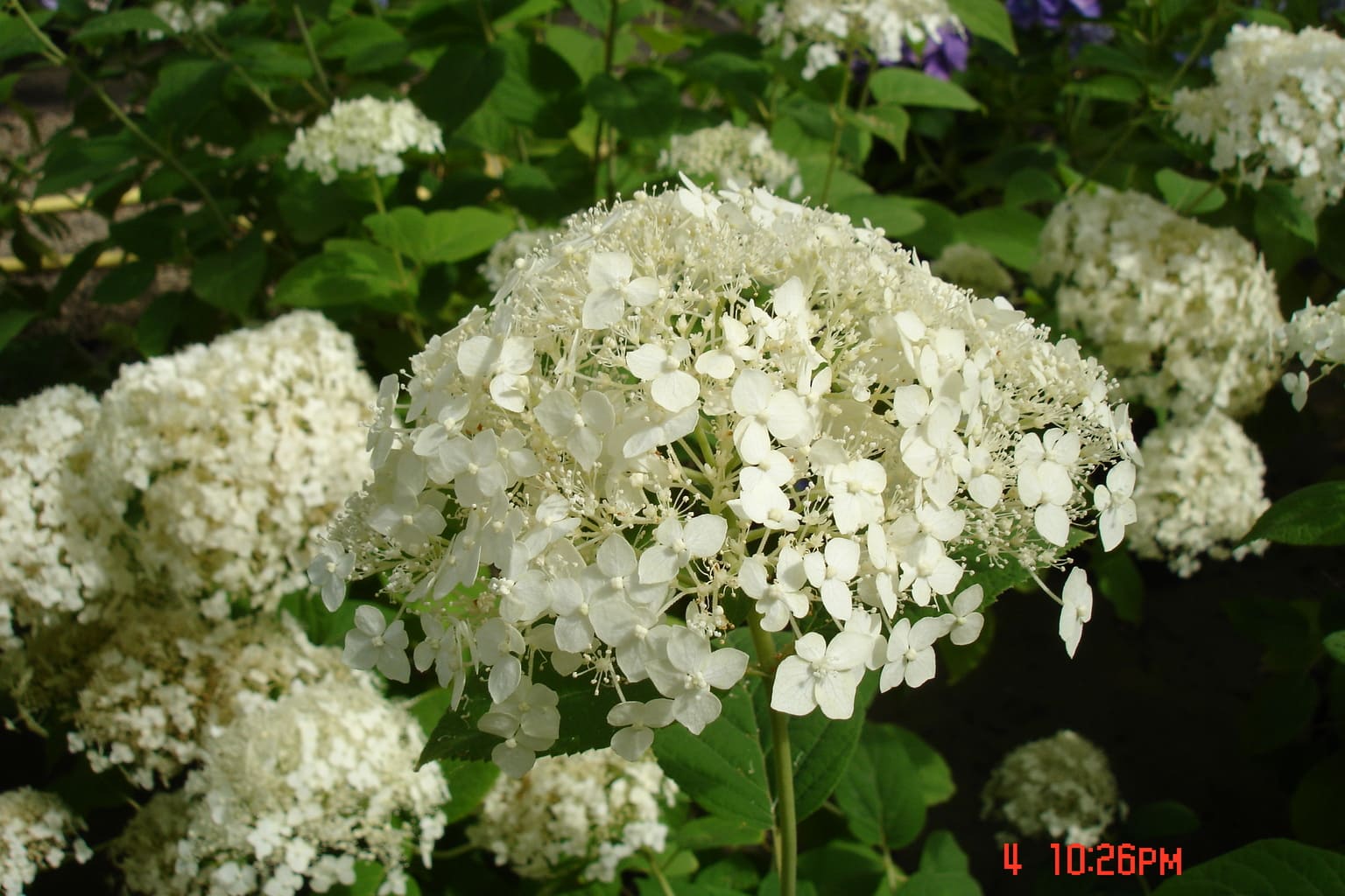 Les Hortensias du Haut Bois Sterilis hortensia arborescent blanc