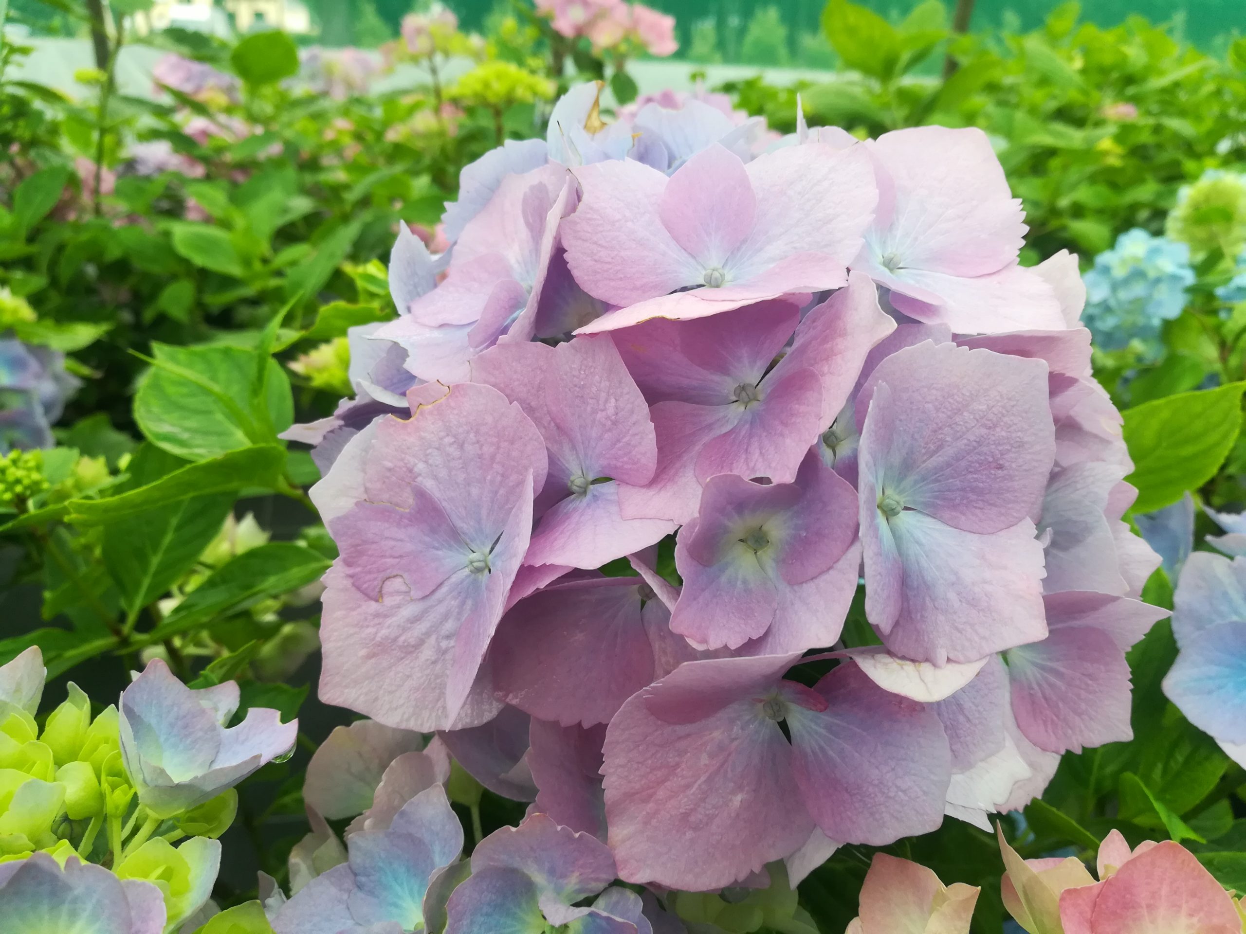 Les Hortensias du Haut Bois Holstein hortensia de jardin godet