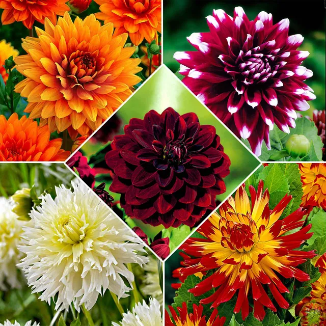 Bakker Bulbes Dahlia The Kiss mélange fleur à couper 5 bulbes