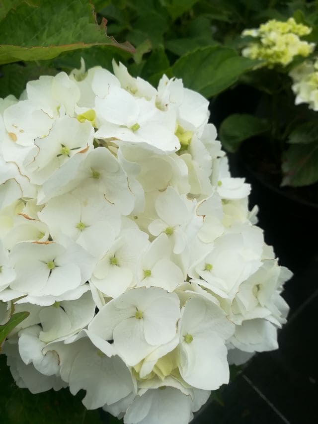 Les Hortensias du Haut Bois Schwan hortensia blanc fleurs rondes