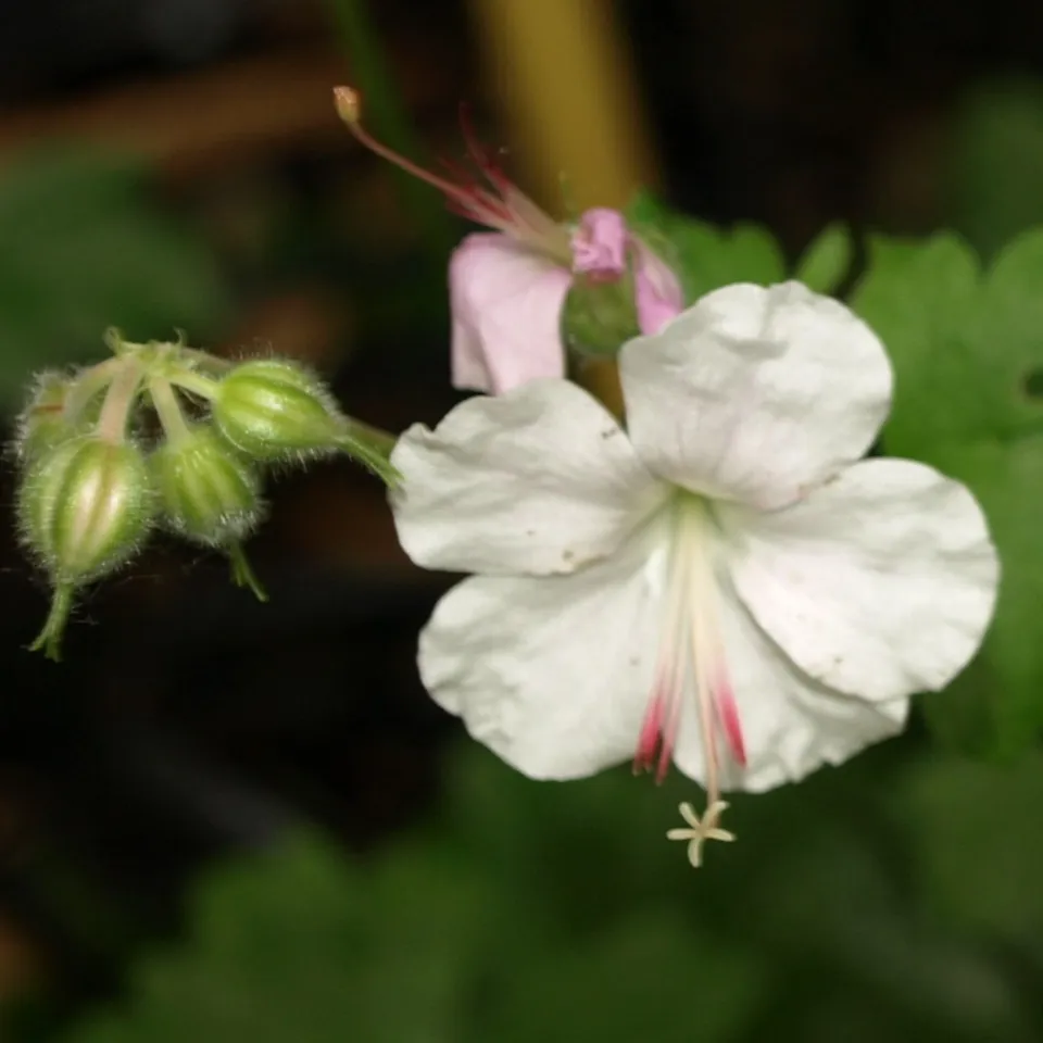 Passion Vivaces Geranium cantabrigiense St Ola géranium godet blanc