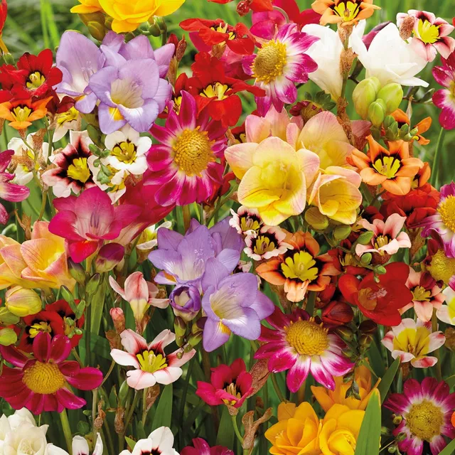 Bakker Bulbes massif coloré sachet 27 bulbes freesia dahlia
