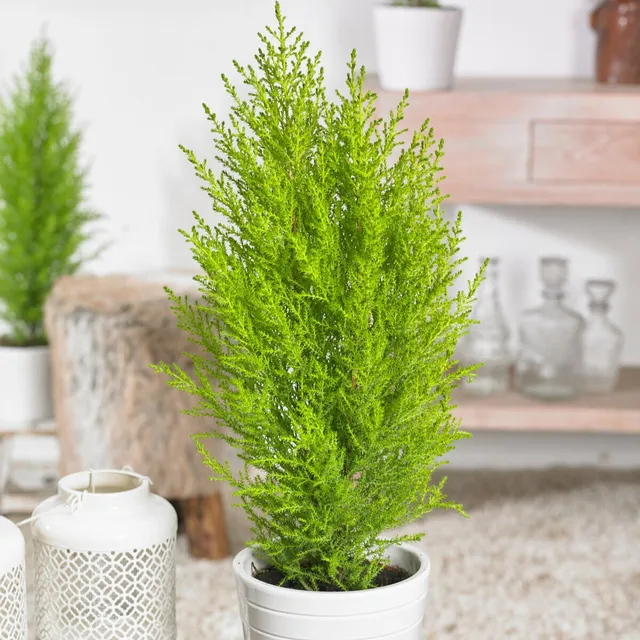 Bakker Cupressus Goldcrest Wilma plante intérieur pot 14cm