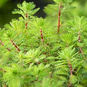 Bakker Red Stem myriophyllum bassin pot Ø11cm tiges rouges
