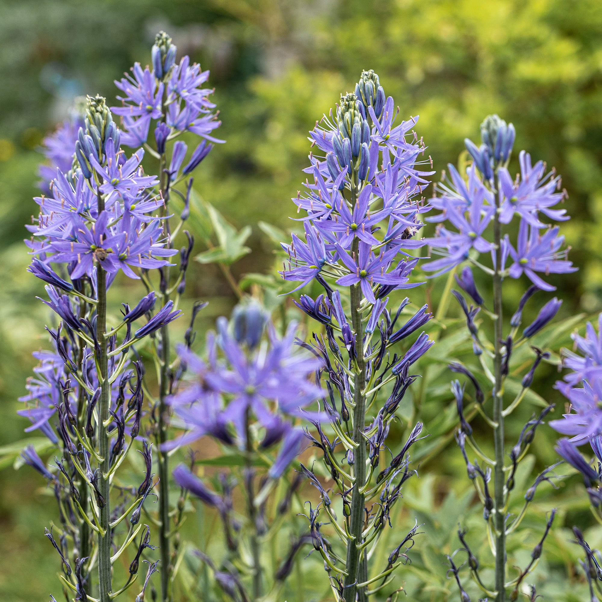 Bakker Camassies de Leichtlin à fleurs bleues bulbes 3 bulbes mellifère