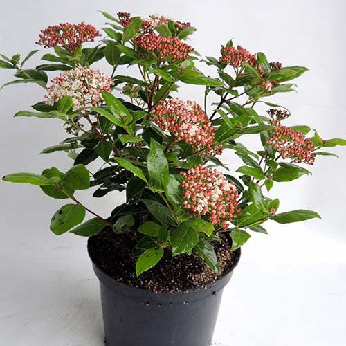 Bakker Boule de neige Gwenllian viorne pot 1,3L floraison hiver