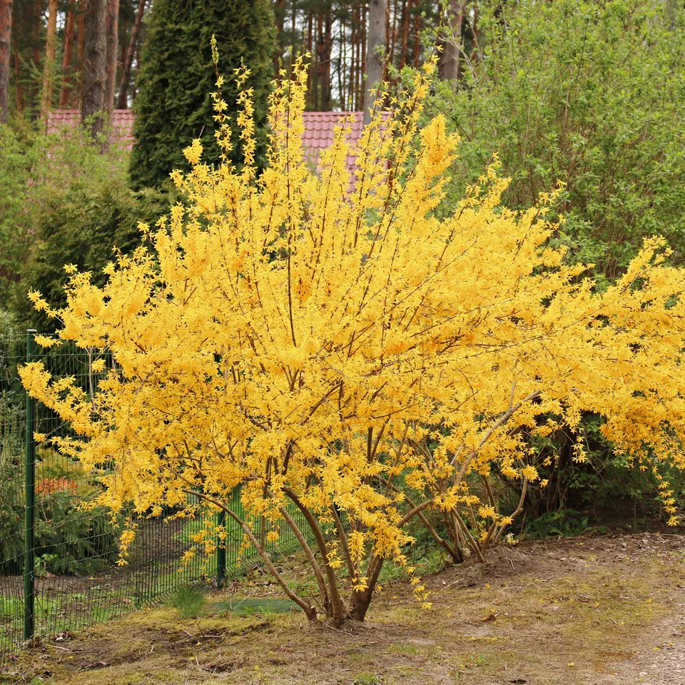 Bakker Forsythia Lynwood Gold arbuste pot Ø9cm