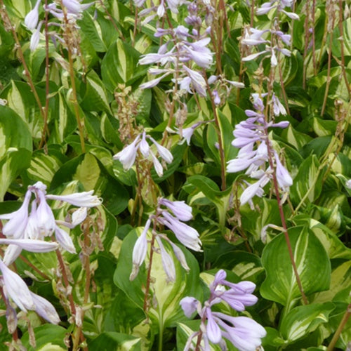 Bakker Hosta Center of Attention vivace pot 9cm panaché