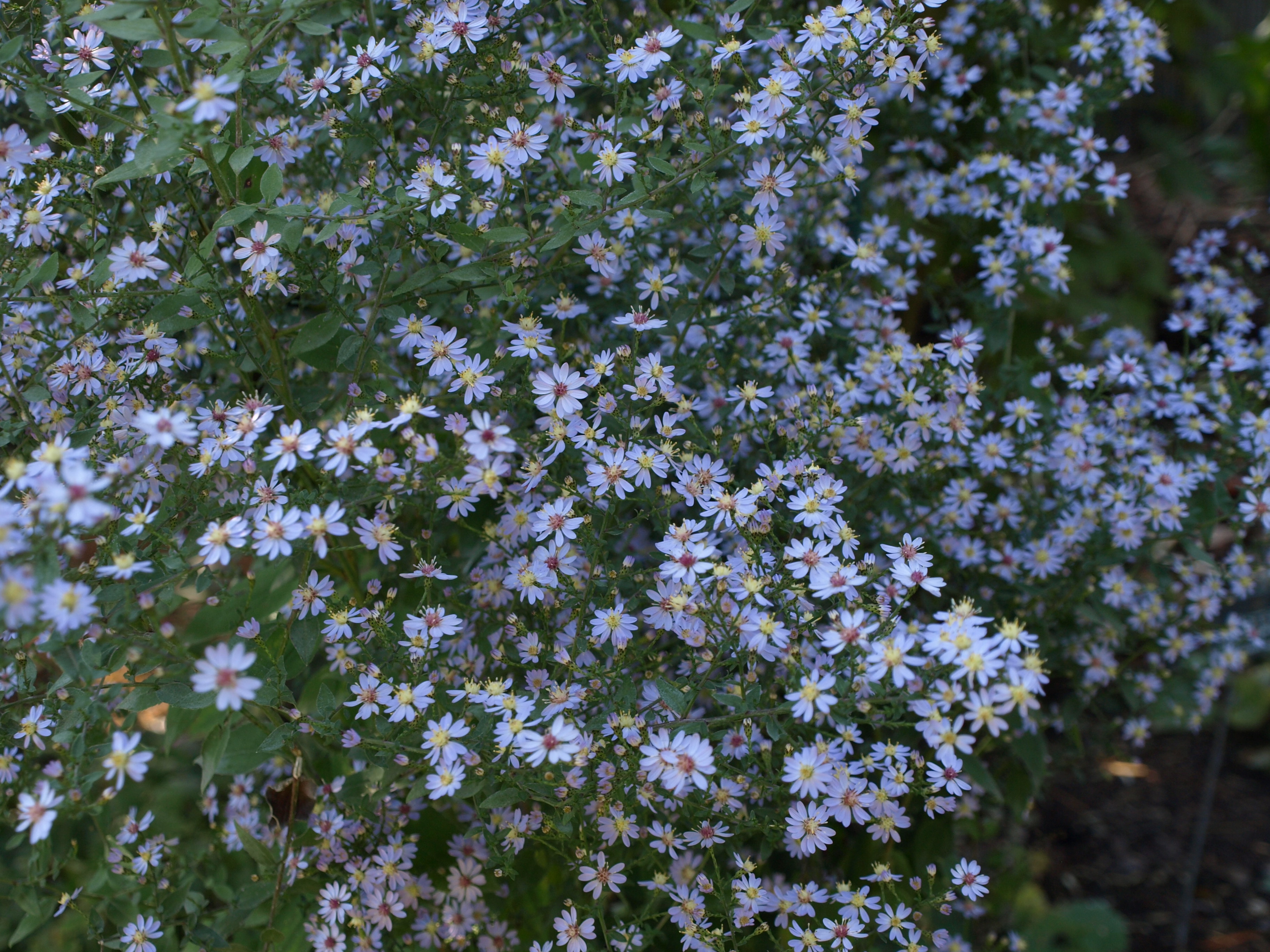Passion Vivaces ASTER cordifolius Blutenregen plante vivace pot 1L bleu ciel