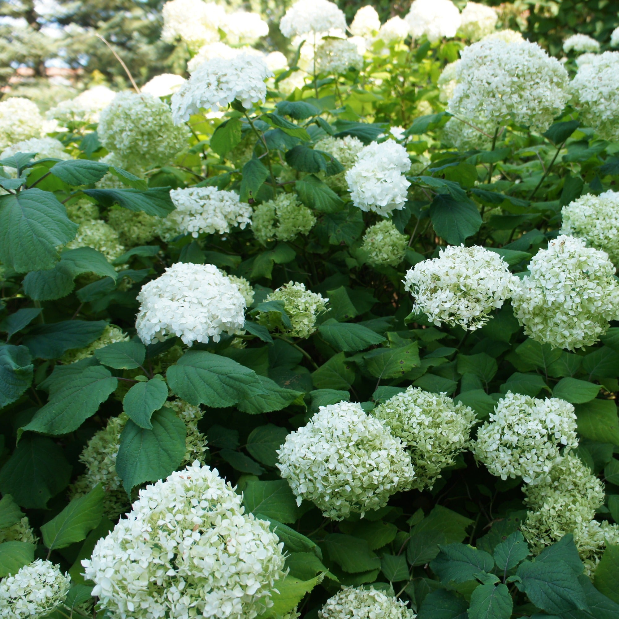 Bakker Hortensias massifs et haies arbuste 3 pots 1,5L
