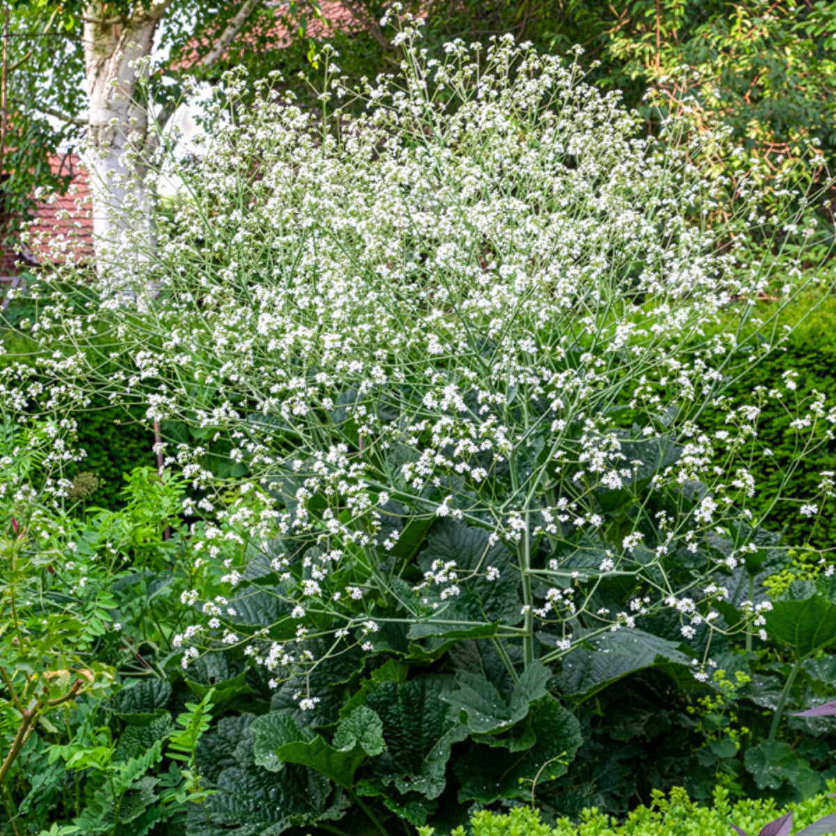 Bakker Plantes vivaces Chou nuage blanc Crambe fleur pot Ø 9cm