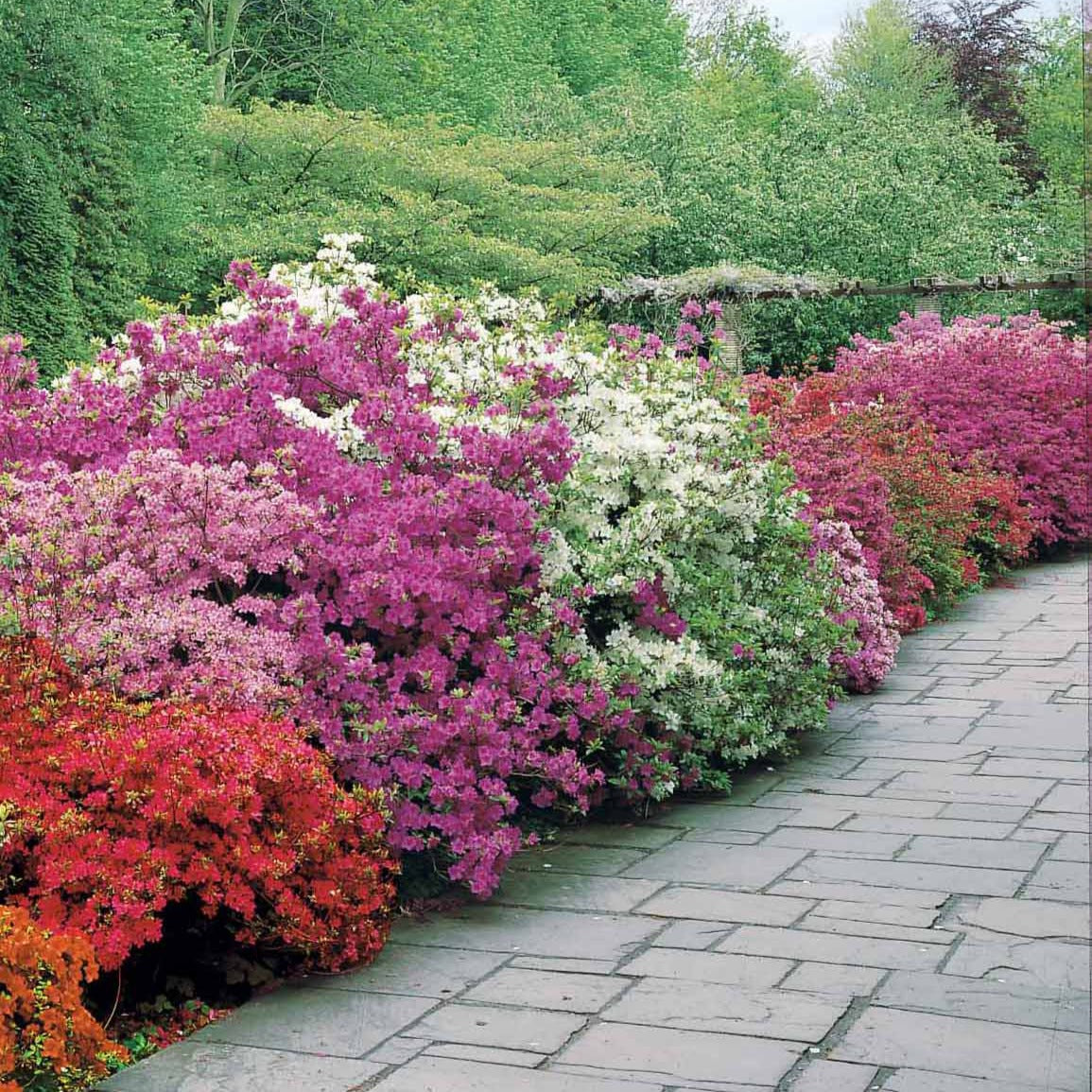 Bakker 3 Azalées du Japon rouge rose violette pots 2L