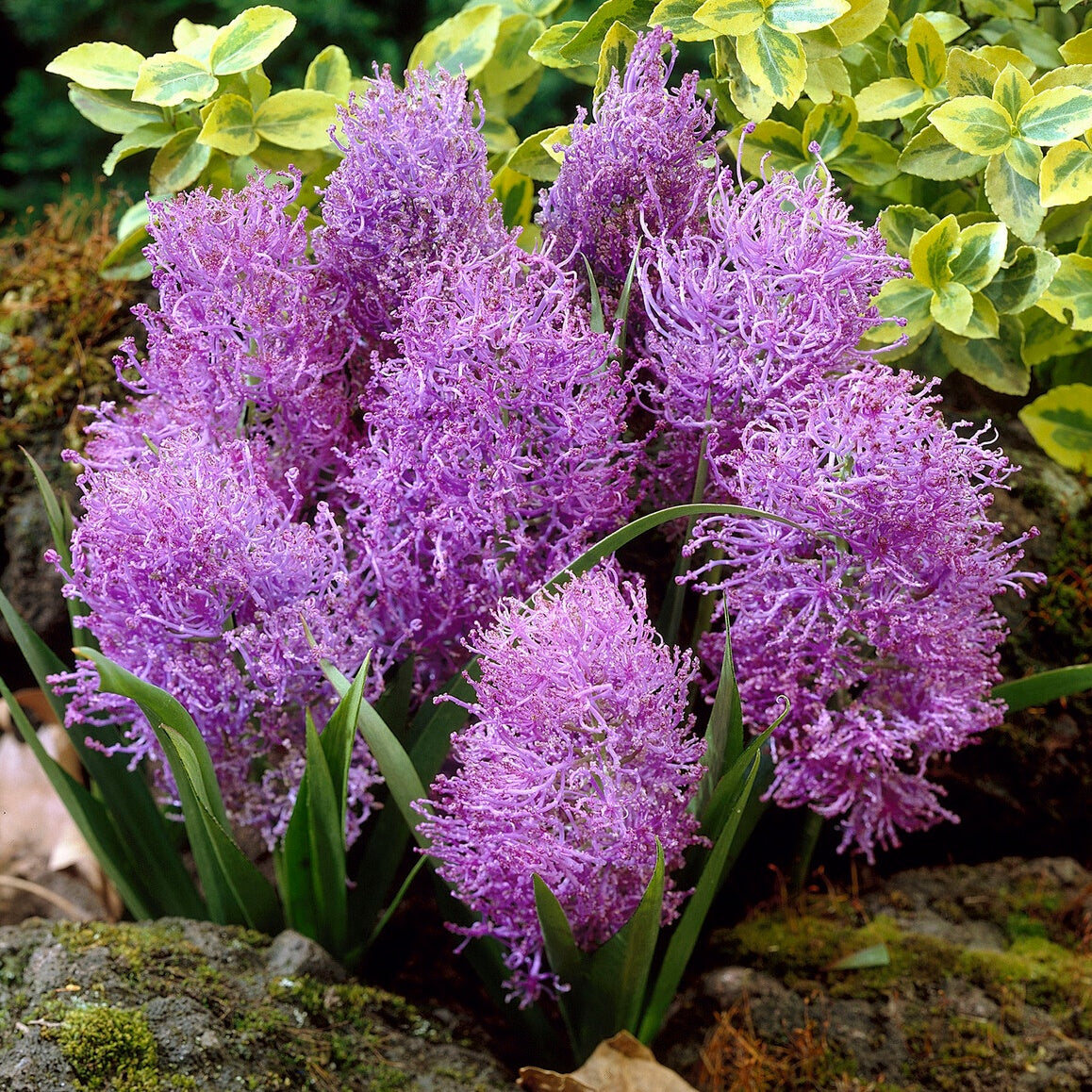 Bakker Bulbes 10 Muscaris plumeux violets sachet 10 bulbes