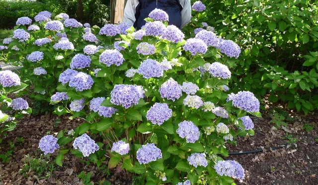 Les Hortensias du Haut Bois Lady Nobuko hortensia macrophylla godet