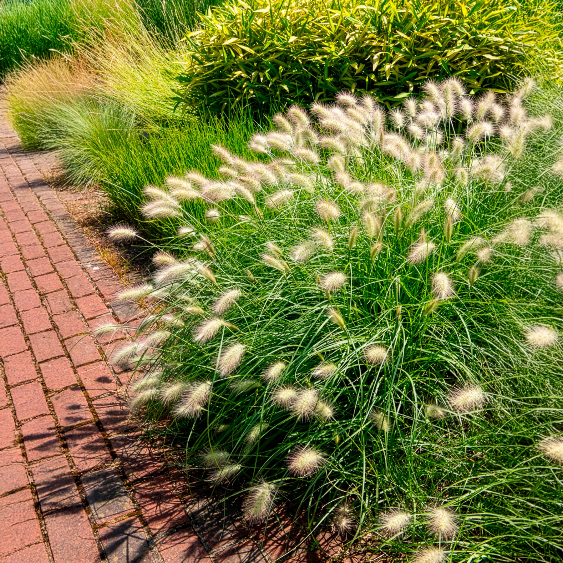 Bakker Pennisetum Herbe écouvillons hérissée graminée pot 9cm crème