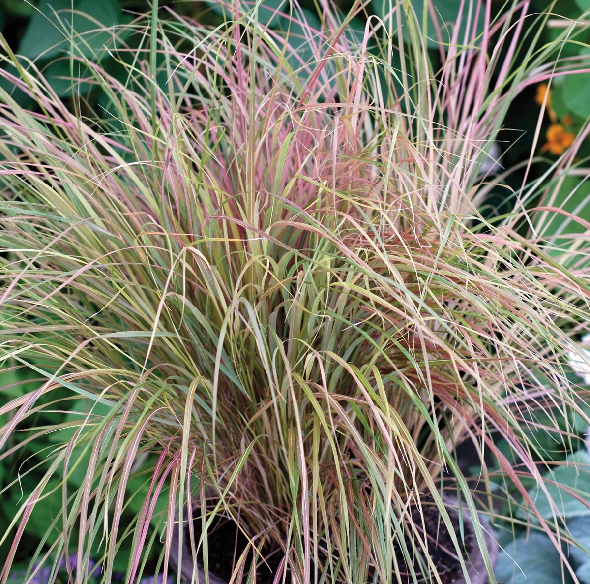 Ripoche Stipa Sirocco graminée cuivrée en godet