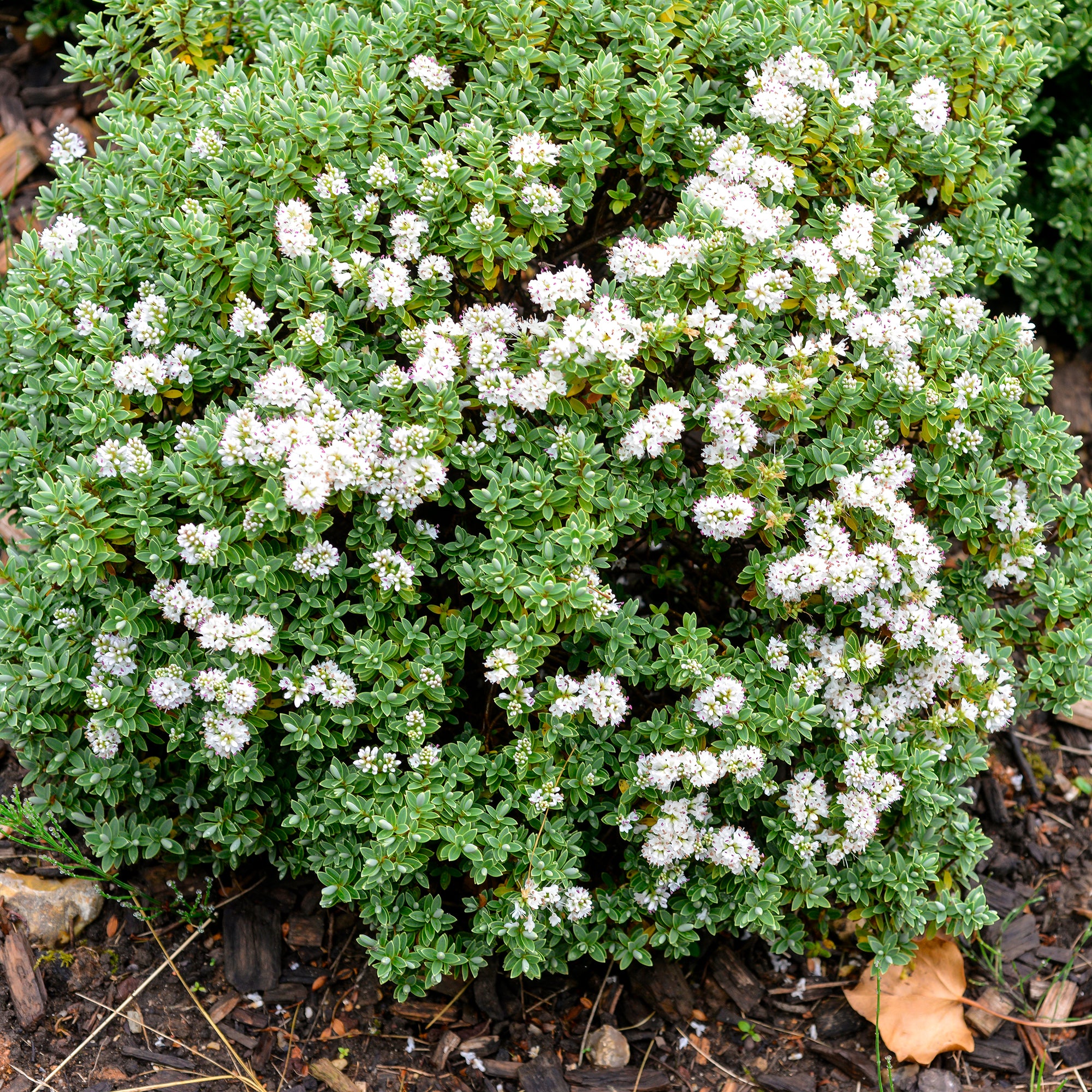 Bakker Véronique arbustive Hebe pot 8cm fleurs violettes