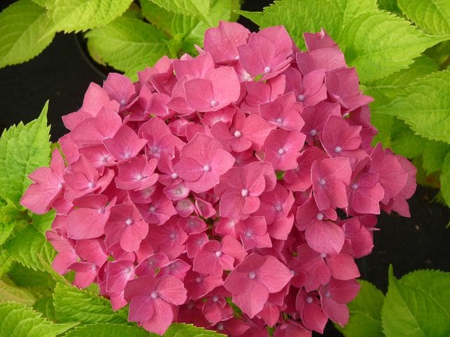 Les Hortensias du Haut Bois Leuchtfeuer hortensia boules rouges