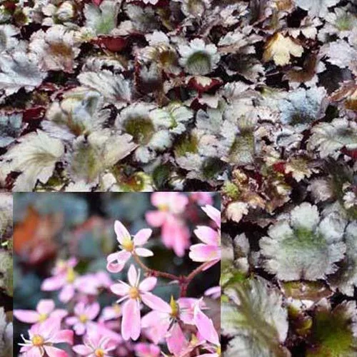 Bakker Saxifrage Black Ruby vivace pot 8cm feuilles noires