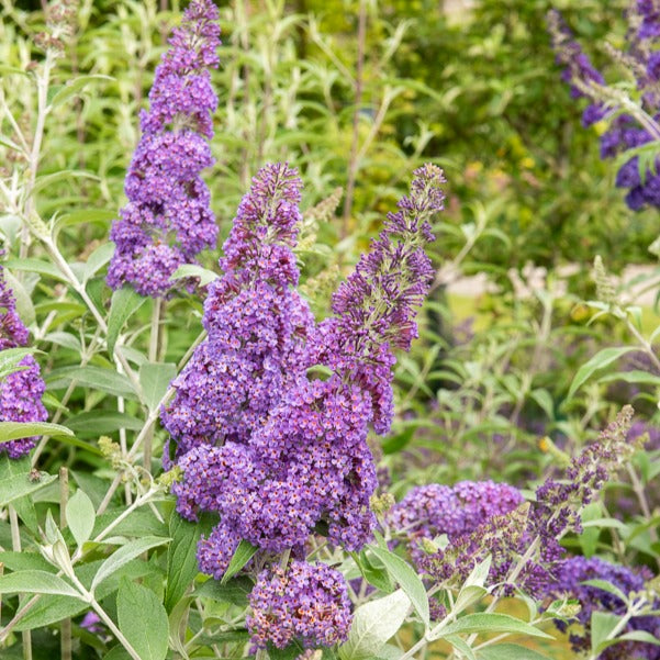 Bakker Lavender Flow arbre aux papillons tige pot Ø19cm
