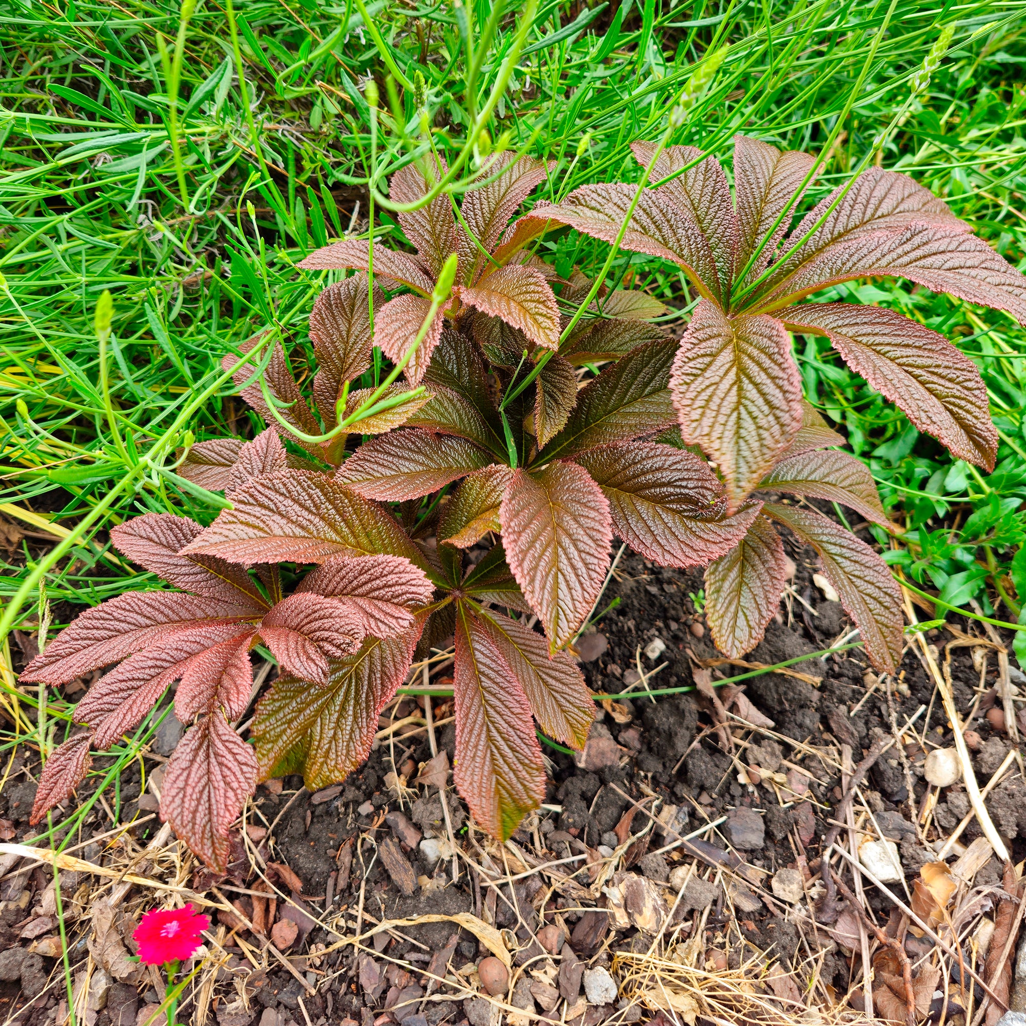 Bakker Rodgersia Bronze Peacock vivace pot 9cm feuillage bronze