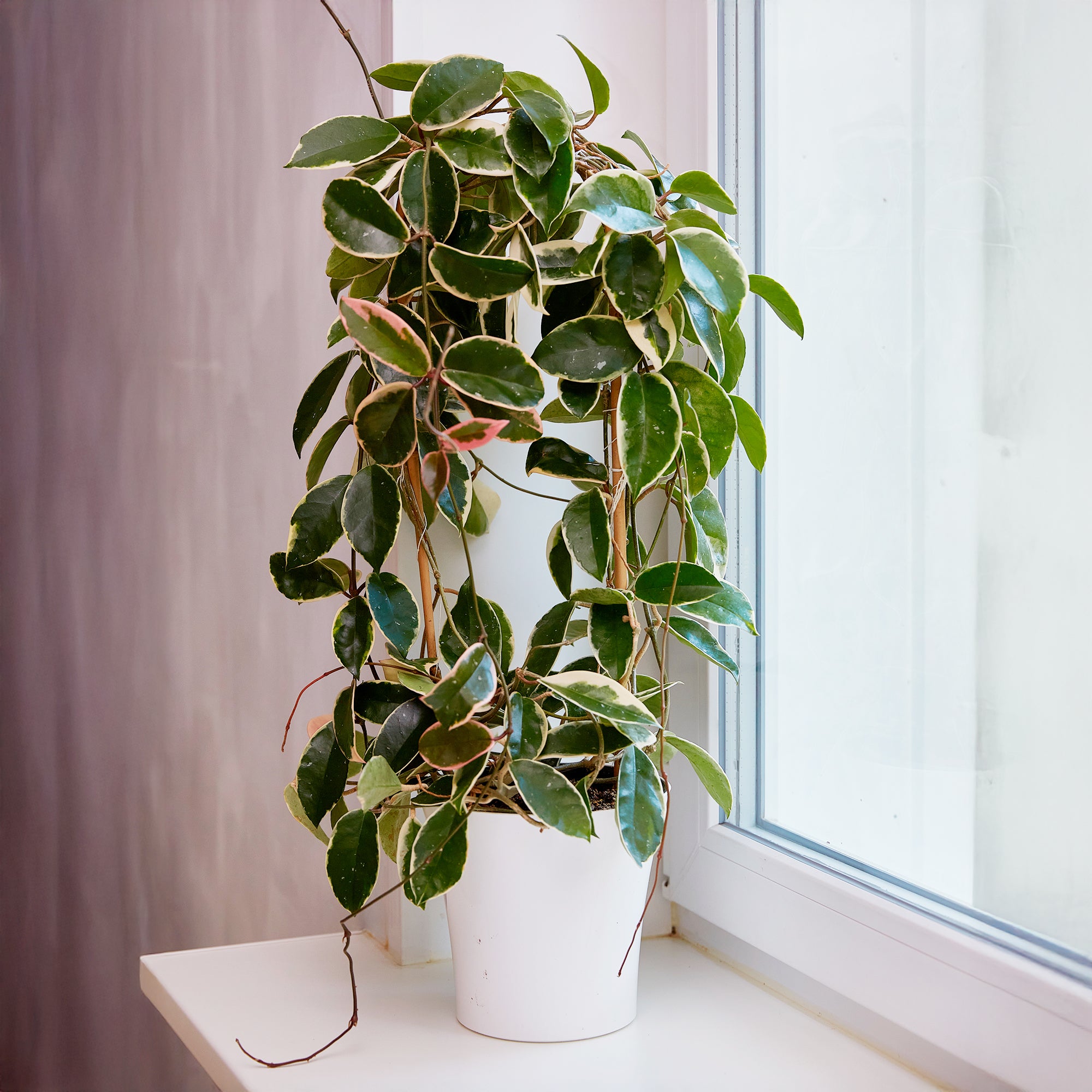 Bakker Hoya carnosa Krimson Queen plante de cire pot 12cm