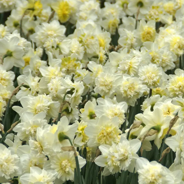 Bakker Bulbes 5 Narcisses Ice King bulbes jaune sachet 5