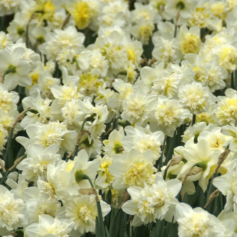 Bakker Bulbes 5 Narcisses Ice King bulbes jaune sachet 5