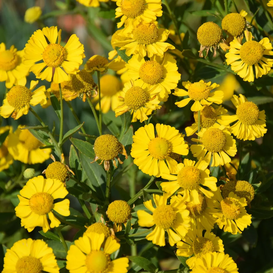 Bakker Plantes vivaces Hélénie Kanaria plante vivace pot 9cm jaune