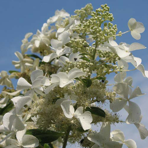 Bakker Levana hortensia paniculé pot 3L fleurs blanches
