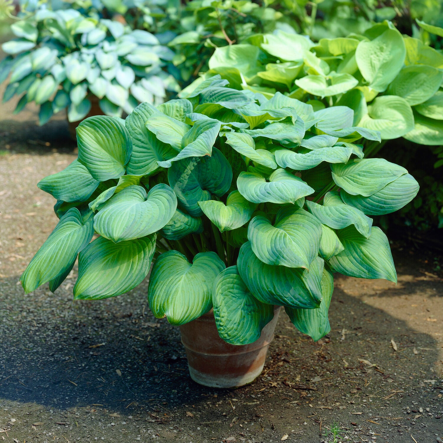 Bakker Hosta Guacamole vivace pot 9cm parfumé ombre