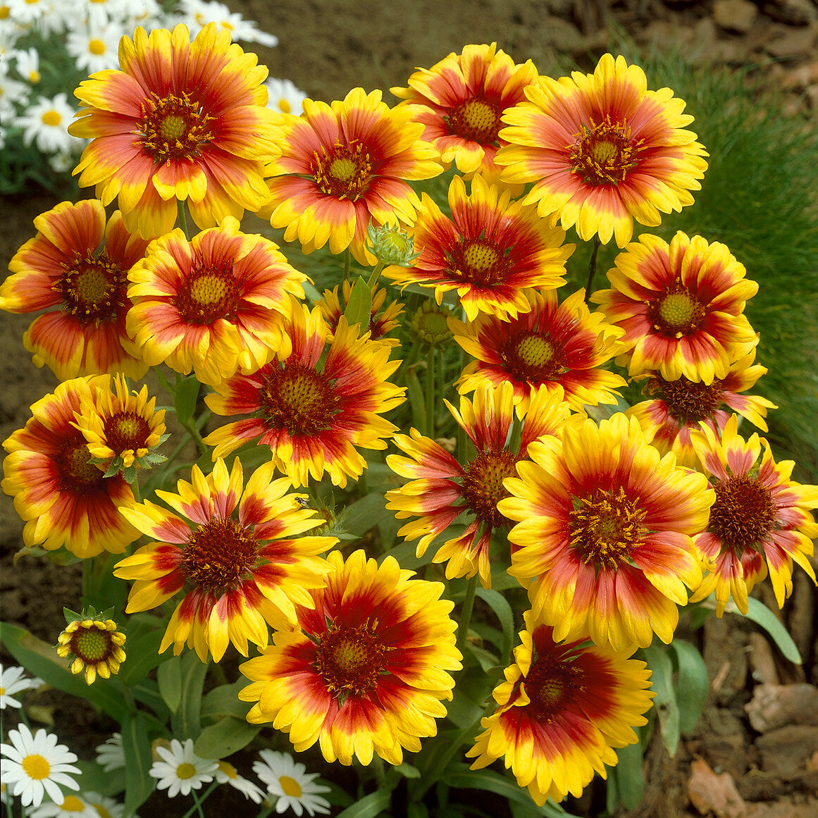 Bakker Gaillarde Kobold plante vivace 2 pots Ø9cm rouge et or