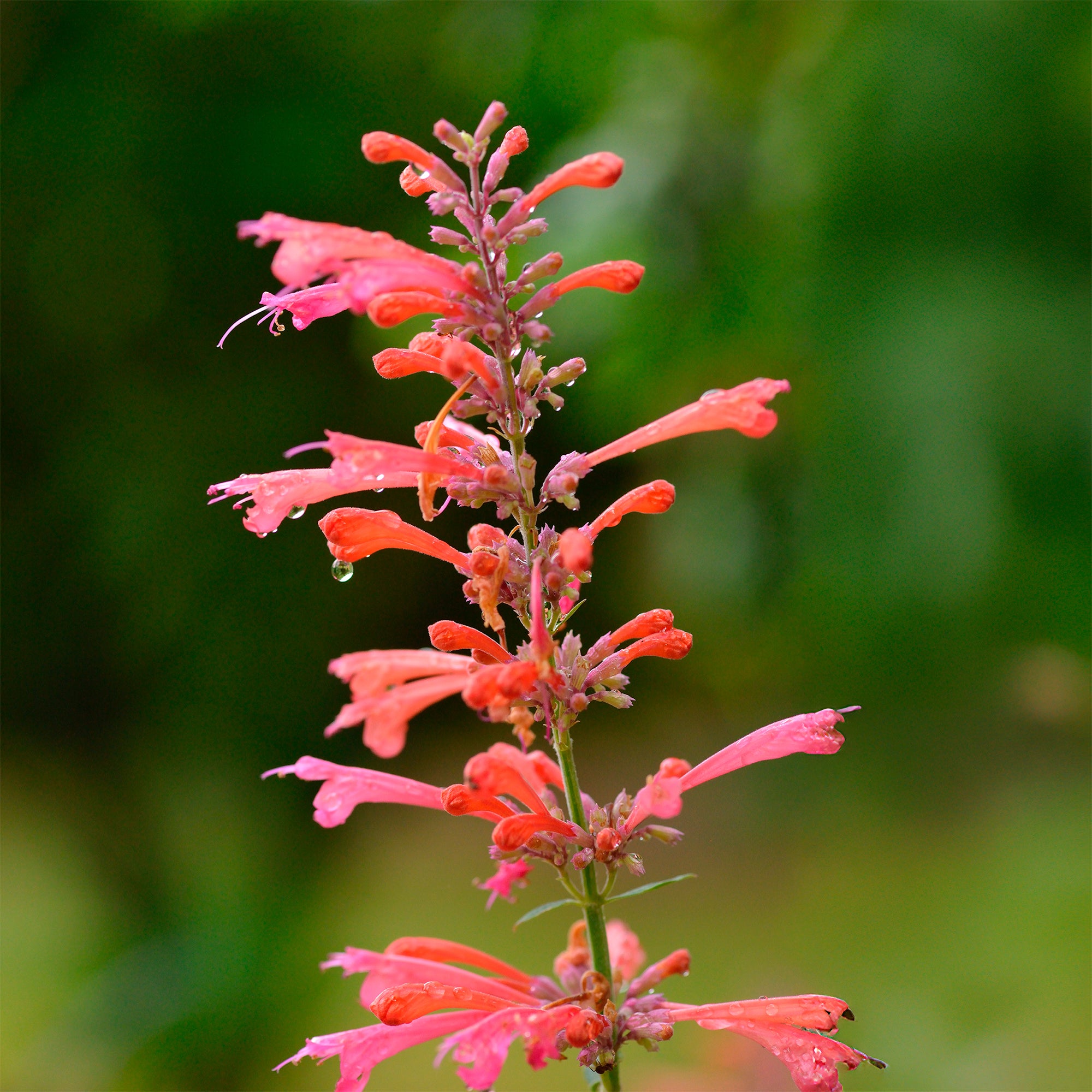 Bakker Agastache Kudos Coral plante vivace pot 9cm corail