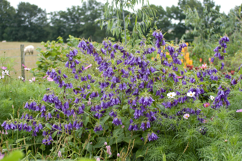 Campanula Kent Belle campanule godet bleu violacé
