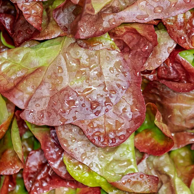 Bakker Lollo Rossa laitue bio frisée rouge sachet 450 graines