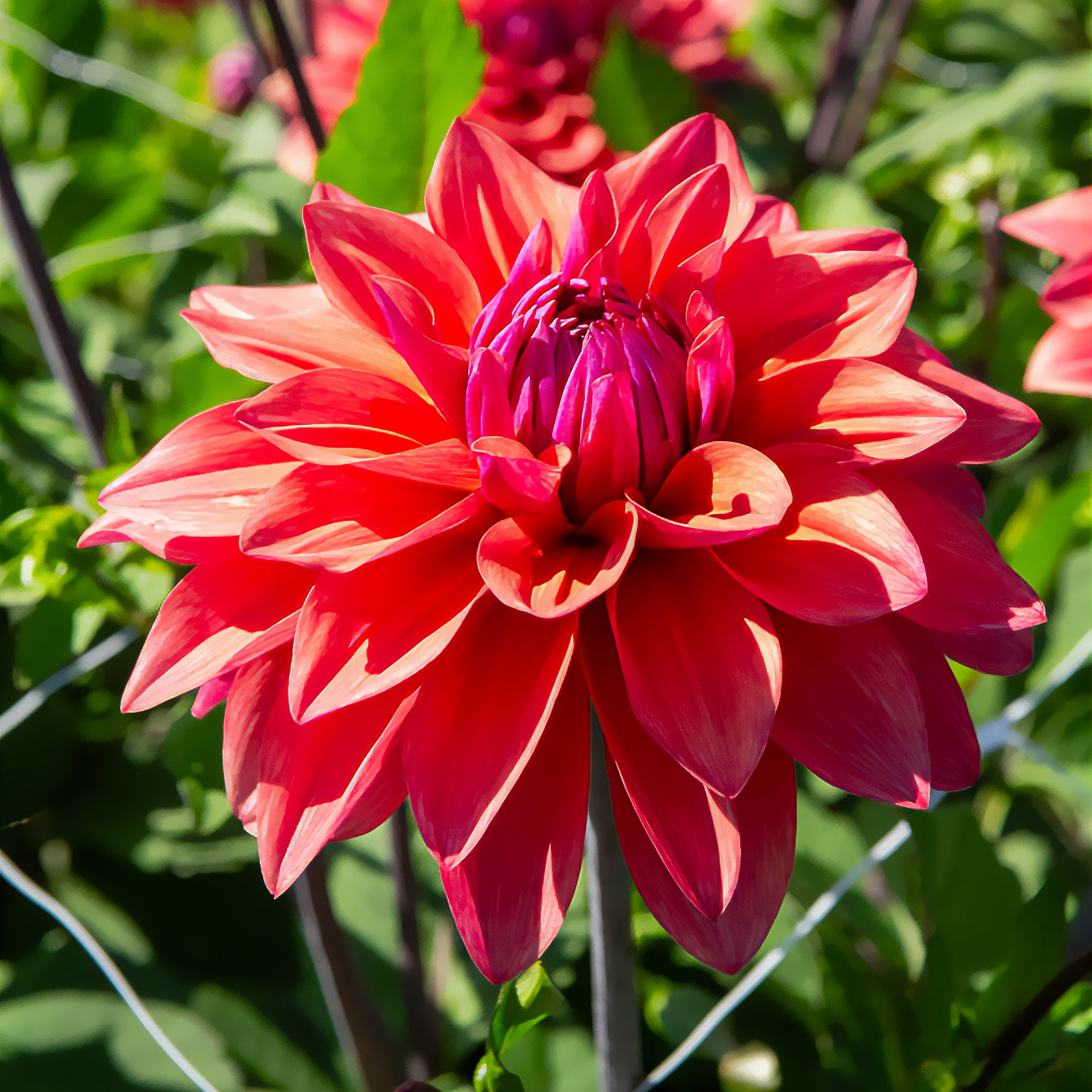 Bakker Dahlias American Dawn bulbe 3 bulbes saumon calibre I