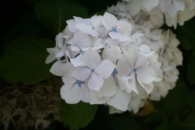 Les Hortensias du Haut Bois Gilles Goujon hortensia godet
