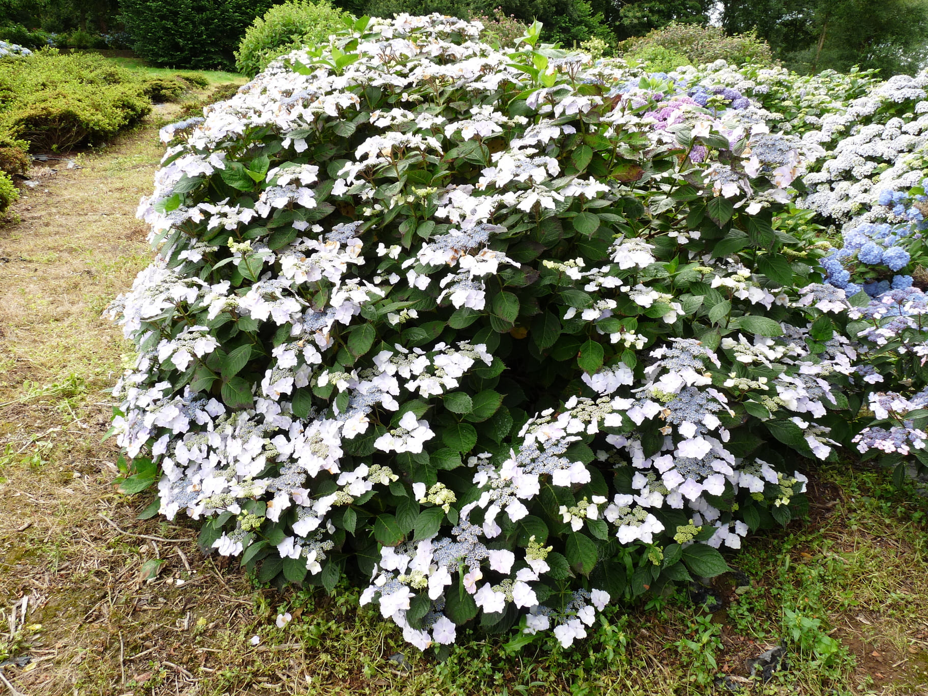 Les Hortensias du Haut Bois Grant's Choice hortensia plates godet