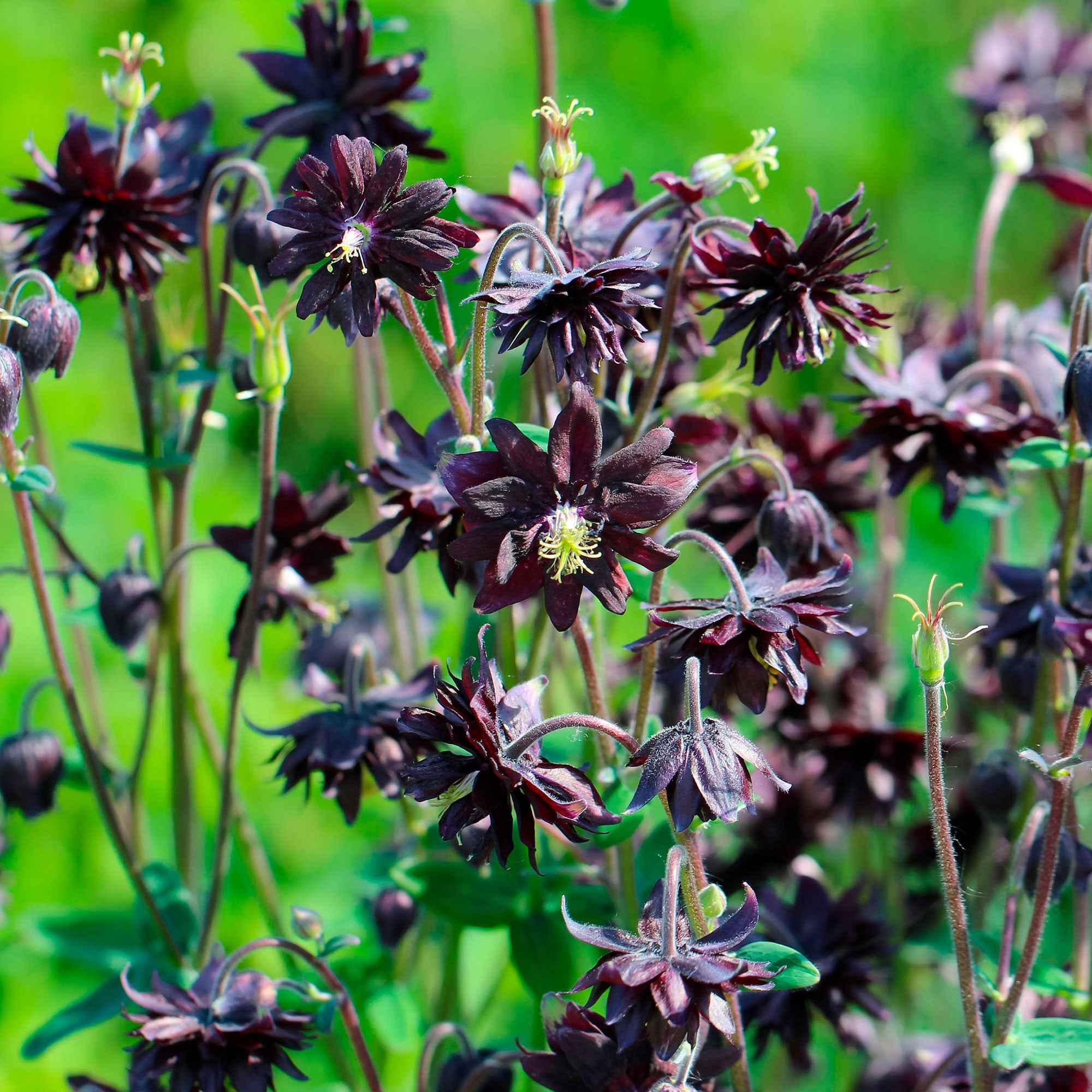 Bakker Ancolie Black Barlow plante vivace pot 9cm violet