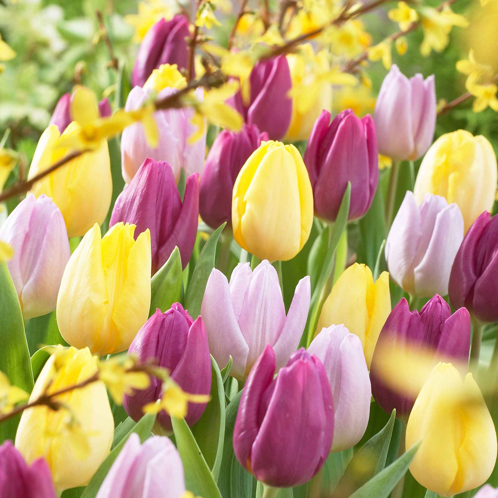 Bakker 60 Days of Tulips bulbes fleurs sachet 30 mélange couleurs