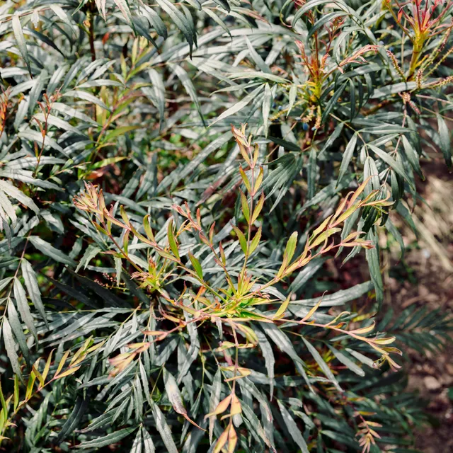 Bakker Arbustes Mahonia Narihira arbuste godet 9cm persistant