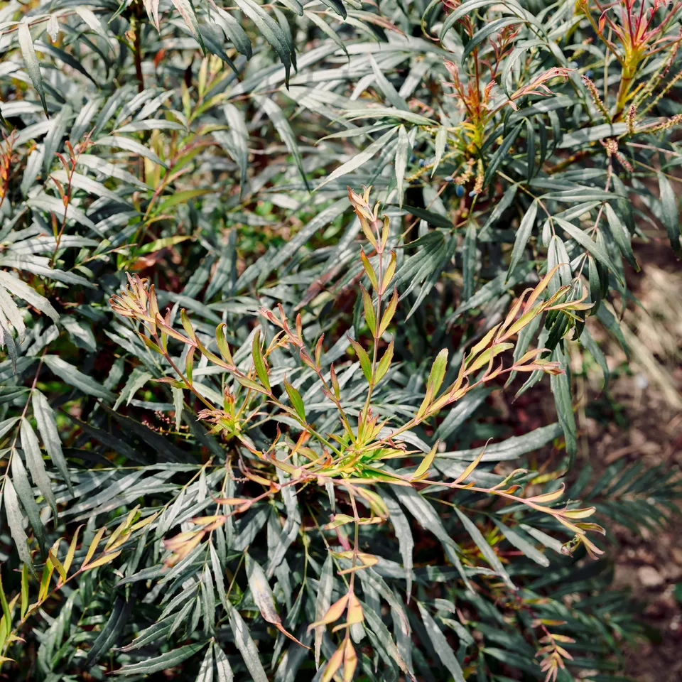 Bakker Arbustes Mahonia Narihira arbuste godet 9cm persistant