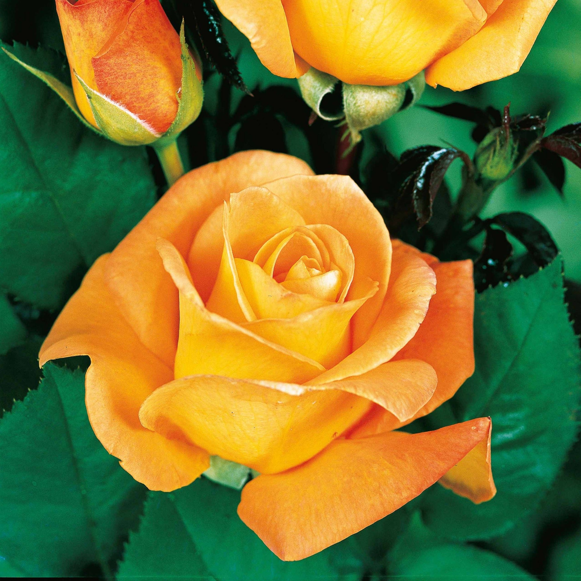 Bakker Rosier buisson Whisky racine nue orange parfumé