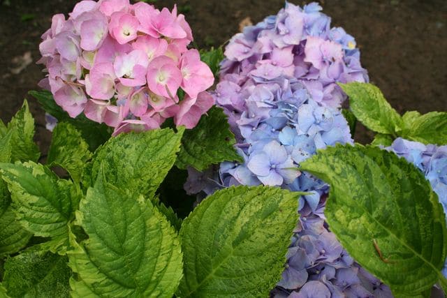 Les Hortensias du Haut Bois Hydrangea macrophylla Devon Panaché hortensia