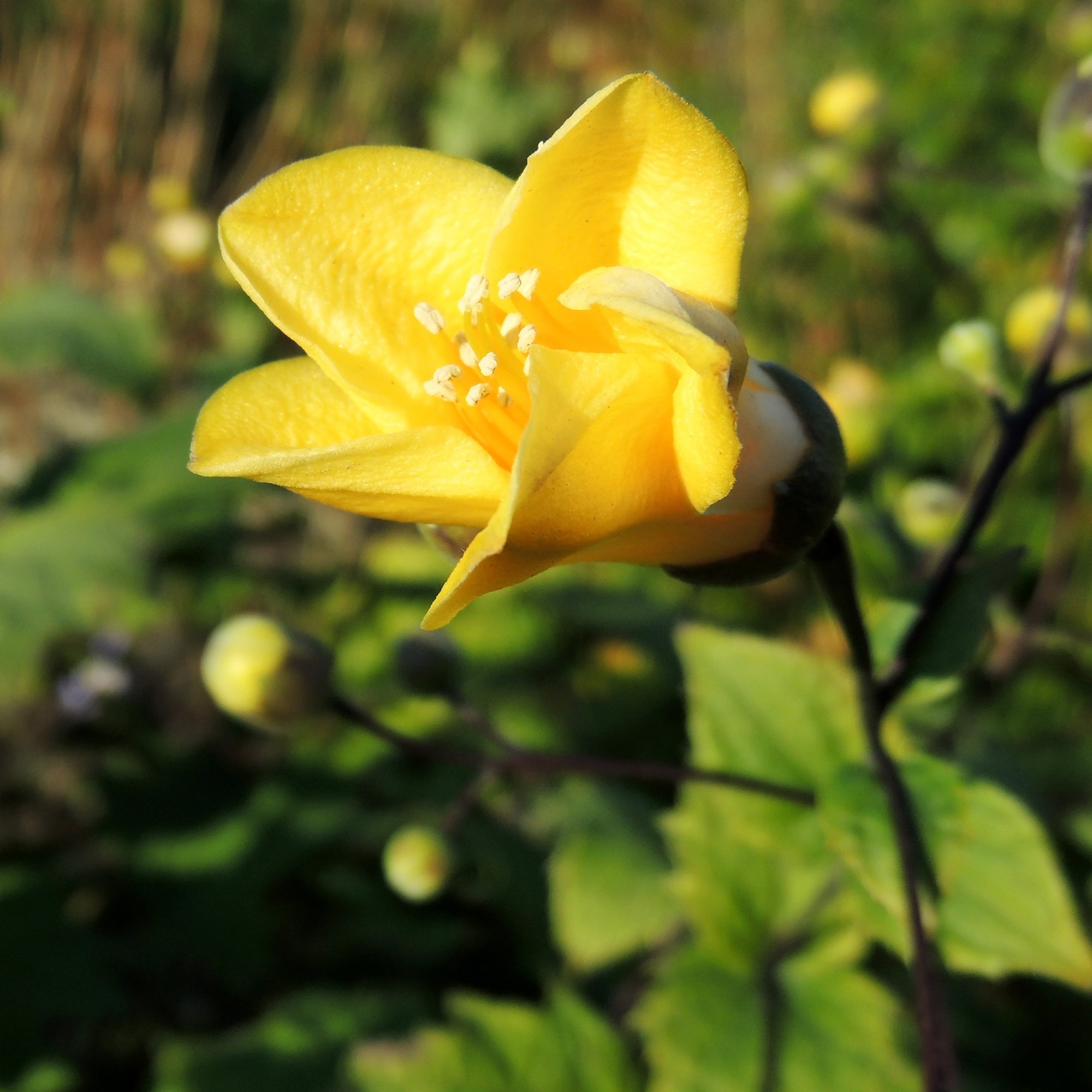 Bakker Fleur de cire Kirengeshoma vivace jaune pot Ø 9 cm