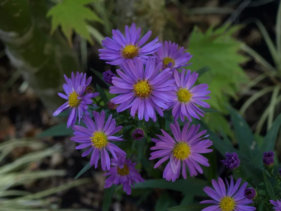 Passion Vivaces Aster dumosus Daniella vivace godet bleu